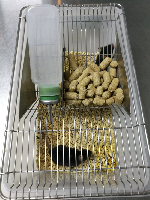 动物饲养（小鼠）