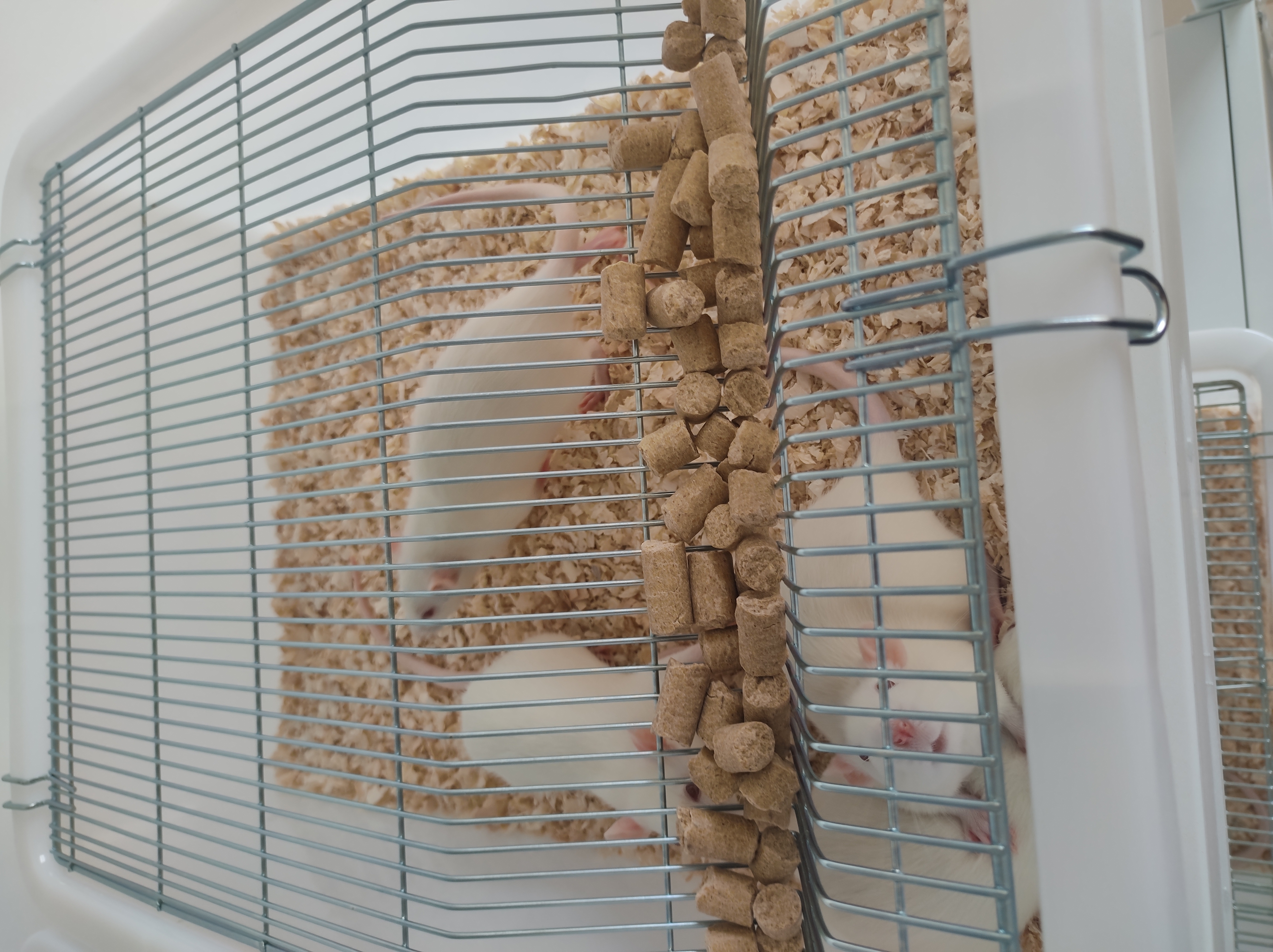 动物饲养（大鼠）