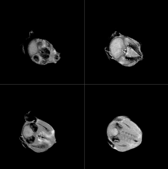 小动物磁共振成像(MRI)